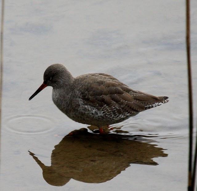 ARCHIBEBE COMÚN-TRINGA TOTANUS-COMMON REDSHANK