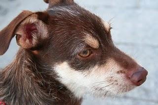 Dumbo perdido en Madrid.MUY URGENTE