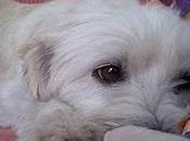 Cuca perdida coruña