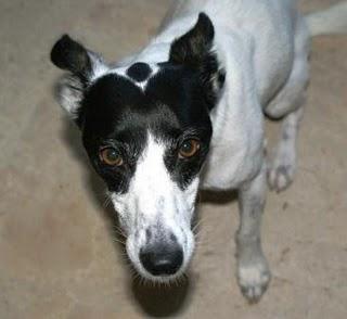 NANI, NOS HEMOS CANSADO DE ELLA Y LA MANDAMOS A UNA JAULA.