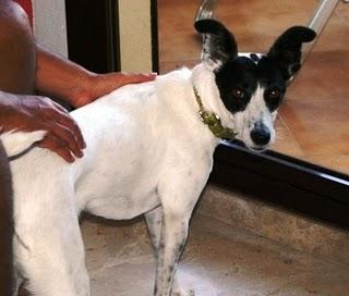 NANI, NOS HEMOS CANSADO DE ELLA Y LA MANDAMOS A UNA JAULA.