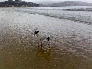 NANI, NOS HEMOS CANSADO DE ELLA Y LA MANDAMOS A UNA JAULA.