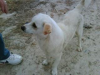 Toda la vida viviendo en la calle y ahora en la perrera.