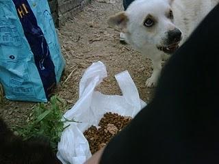 Toda la vida viviendo en la calle y ahora en la perrera.