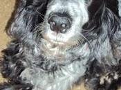 cockers adopción urgente