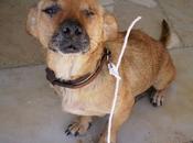 Nana, perrita tuerta cachorros