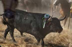 El Refugio pide a Zapatero que acabe con el Toro alanceado de Tordesillas