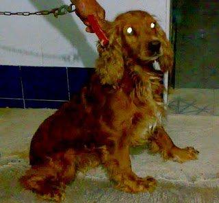Coco, cocker 4 años, sus dueños lo quieren llevar a la perrera (Sevilla)