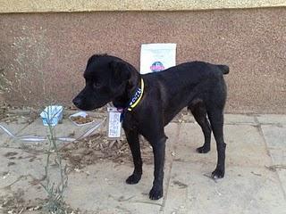 Este perrito está atado en una cancela en Torrepalma con este texto que abajo se indica. (SEVILLA)