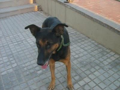 Gunder estorbaba en su hogar y ahora también en la calle. (SEVILLA)
