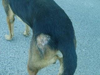 Gunder estorbaba en su hogar y ahora también en la calle. (SEVILLA)