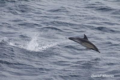 Entre delfines, calderones, rorcuales y orcas