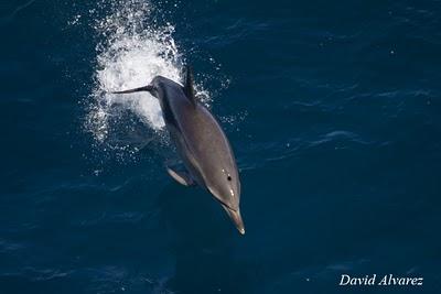 Entre delfines, calderones, rorcuales y orcas