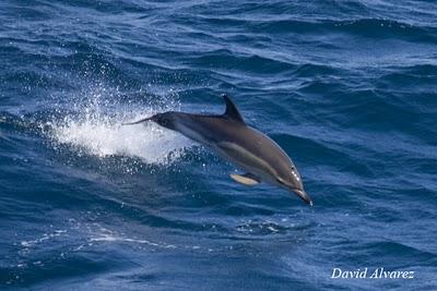 Entre delfines, calderones, rorcuales y orcas