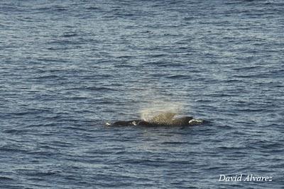 Entre delfines, calderones, rorcuales y orcas