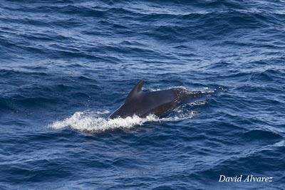 Entre delfines, calderones, rorcuales y orcas