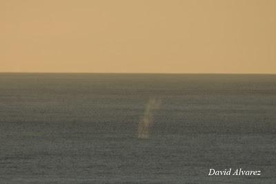 Entre delfines, calderones, rorcuales y orcas