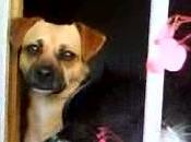 Lolo, Rubio Brown perretes tamaño pequeño (Murcia)