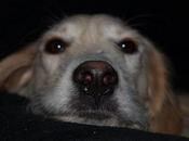 Linda, abandonada perrera.