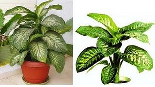 La  diffembachia es una planta decorativa y uno de los venenos mas tóxicos y poderosos  de la naturaleza.