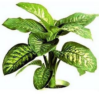 La  diffembachia es una planta decorativa y uno de los venenos mas tóxicos y poderosos  de la naturaleza.