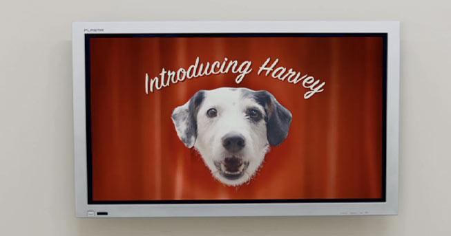 Harvey, el perro que confía en la publicidad en TV