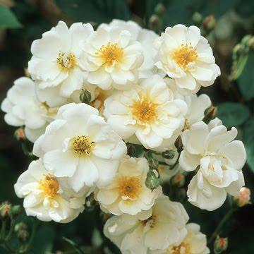 Híbridos almizcleños (musk) (I): orígenes,  y pequeña historia del grupo.