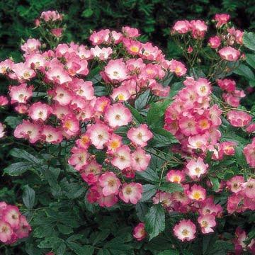 Híbridos almizcleños (musk) (I): orígenes,  y pequeña historia del grupo.