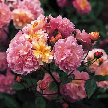 Híbridos almizcleños (musk) (I): orígenes,  y pequeña historia del grupo.