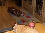 Novedades Sin, Sherlock