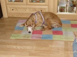 Novedades de Sin, hoy Sherlock