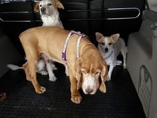 Novedades de Sin, hoy Sherlock