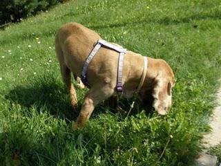 Novedades de Sin, hoy Sherlock