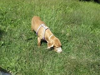 Novedades de Sin, hoy Sherlock