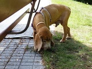 Novedades de Sin, hoy Sherlock