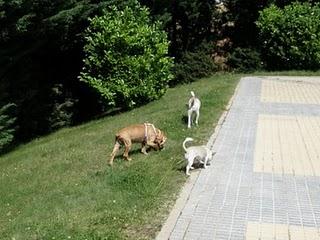 Novedades de Sin, hoy Sherlock