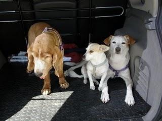 Novedades de Sin, hoy Sherlock