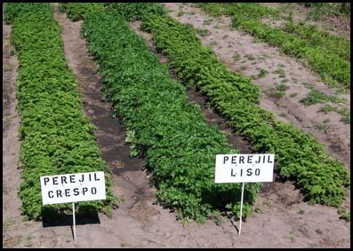 profesor diseño grafico, profesor diseño web, curso illustrator, curso photoshop, curso dreamweaver, diseno grafico, diseño web