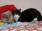 Eutanasian gatitos caseros. PLAZO, hasta LUNES SEPTIEMBRE.