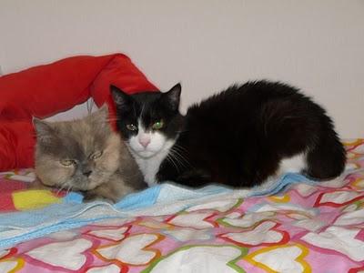 Eutanasian a dos gatitos caseros. PLAZO, hasta el LUNES 20 SEPTIEMBRE.