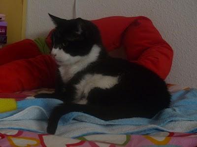 Eutanasian a dos gatitos caseros. PLAZO, hasta el LUNES 20 SEPTIEMBRE.