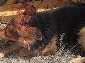 Duque, justicia humana hecho