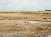 Otro más, otro galgo maltratado.