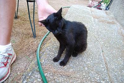 EXTREMADAMENTE URGENTE: GATITA ADORABLE CON LEUCEMIA BUSCA FAMILIA -MURCIA