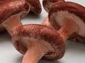 Hongo Ideal Para Fortalecer Sistema Inmunitario