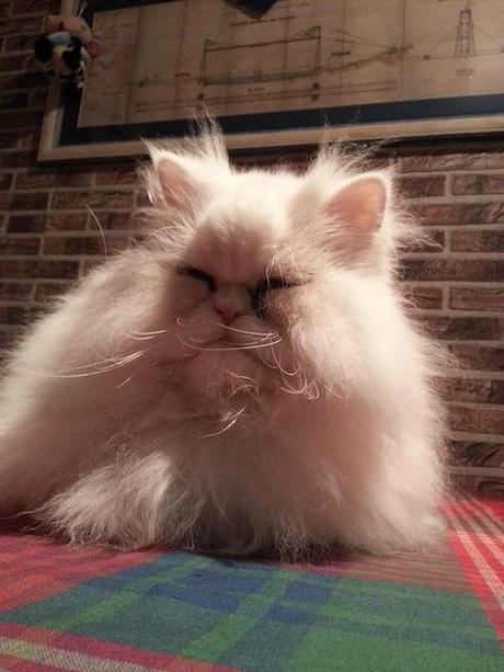 Androidografia Barakaldo 1662