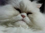 Androidografia Barakaldo CDXVIII. Hyoga