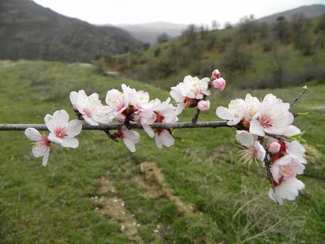 MACEDONIA, LOS PUEBLOS DE LA REGION DEL MARIOVO