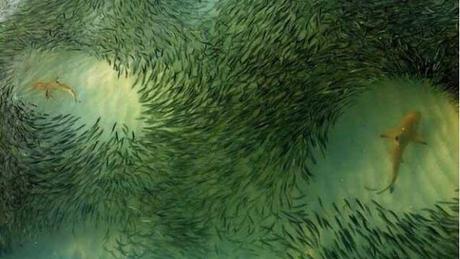 tiburones entre un cardumen de peces