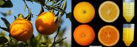 Alimentos mejorados: naranjas más saludables y un pan para todos…